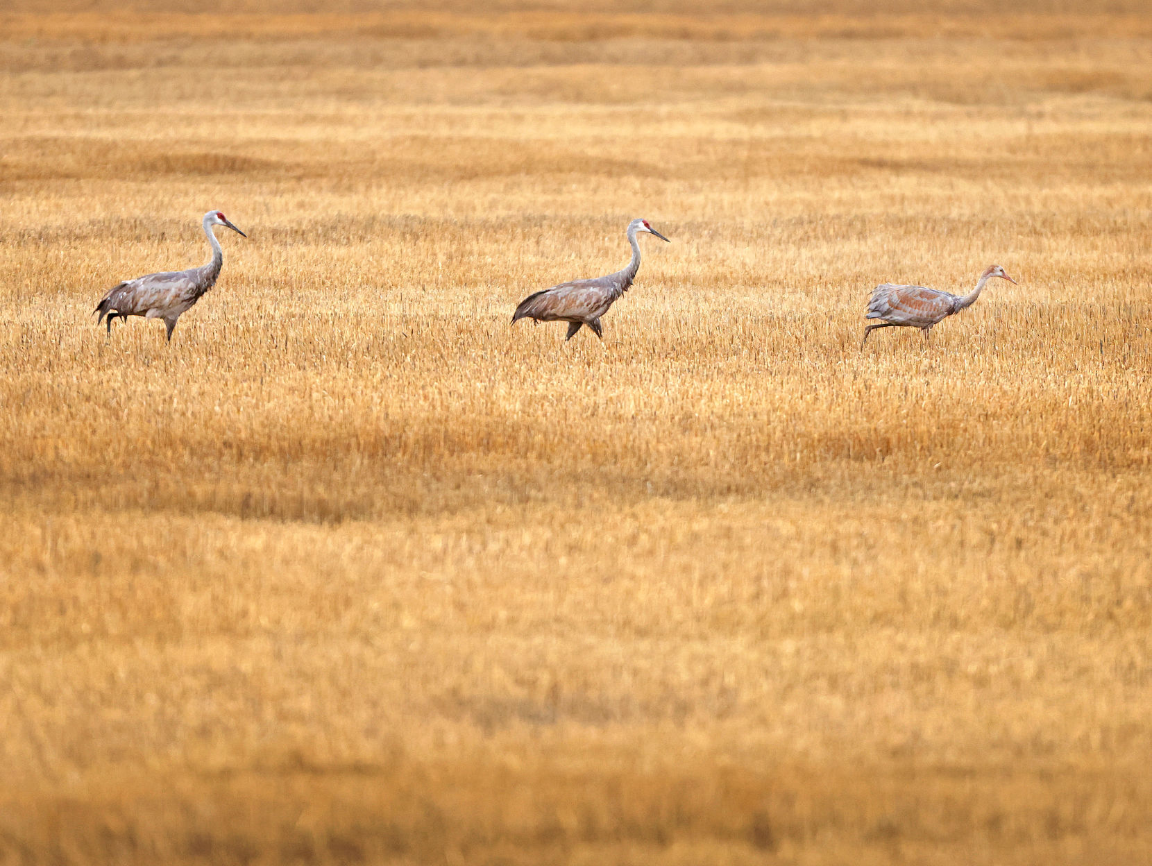 JVG_210715_CRANES01